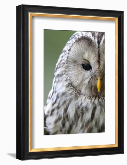 Ural Owl (Strix Uralensis) Close-Up Portrait, Bergslagen, Sweden, June 2009-Cairns-Framed Photographic Print