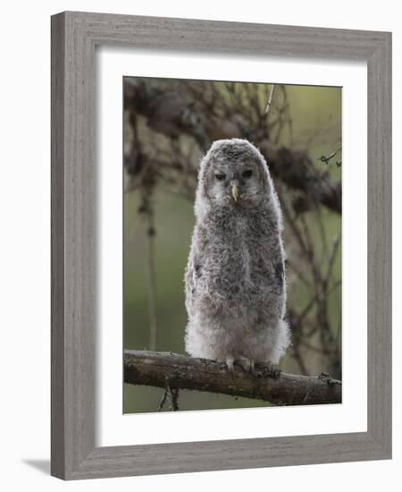 Ural owl (Strix uralensis), juvenile, Finland, June-Jussi Murtosaari-Framed Photographic Print