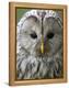 Ural Owl (Strix Uralensis) Portrait, Bergslagen, Sweden, June 2009-Cairns-Framed Premier Image Canvas