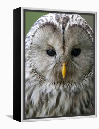 Ural Owl (Strix Uralensis) Portrait, Bergslagen, Sweden, June 2009-Cairns-Framed Premier Image Canvas