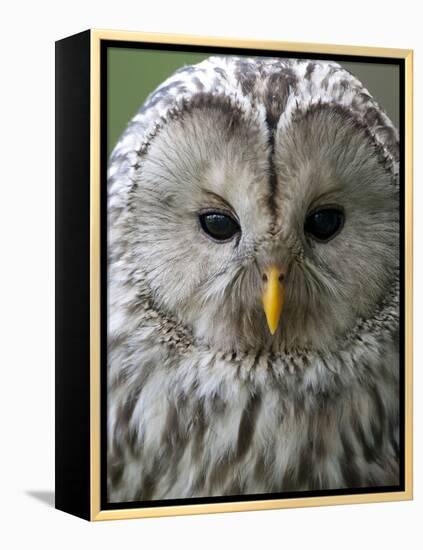 Ural Owl (Strix Uralensis) Portrait, Bergslagen, Sweden, June 2009-Cairns-Framed Premier Image Canvas