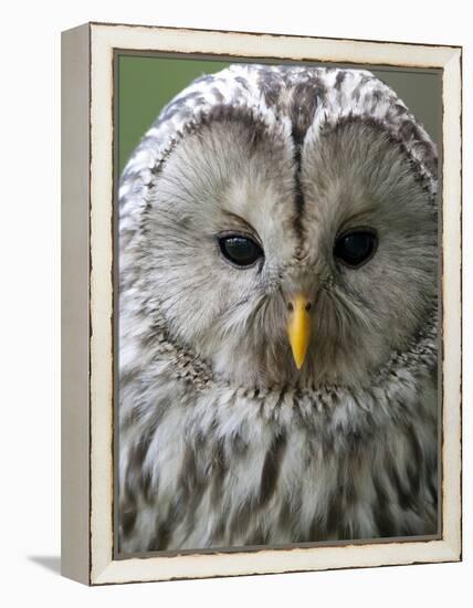 Ural Owl (Strix Uralensis) Portrait, Bergslagen, Sweden, June 2009-Cairns-Framed Premier Image Canvas