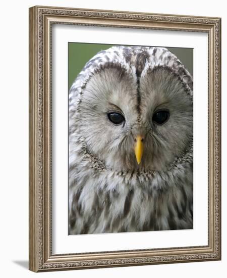 Ural Owl (Strix Uralensis) Portrait, Bergslagen, Sweden, June 2009-Cairns-Framed Photographic Print