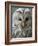 Ural Owl (Strix Uralensis) Portrait, Bergslagen, Sweden, June 2009-Cairns-Framed Photographic Print