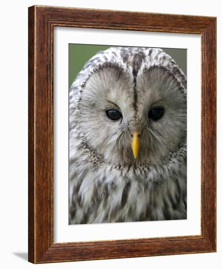 Ural Owl (Strix Uralensis) Portrait, Bergslagen, Sweden, June 2009-Cairns-Framed Photographic Print