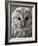 Ural Owl (Strix Uralensis) Portrait, Bergslagen, Sweden, June 2009-Cairns-Framed Photographic Print