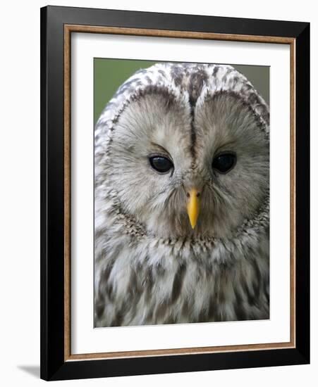 Ural Owl (Strix Uralensis) Portrait, Bergslagen, Sweden, June 2009-Cairns-Framed Photographic Print