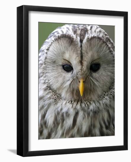 Ural Owl (Strix Uralensis) Portrait, Bergslagen, Sweden, June 2009-Cairns-Framed Photographic Print