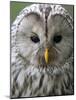 Ural Owl (Strix Uralensis) Portrait, Bergslagen, Sweden, June 2009-Cairns-Mounted Photographic Print