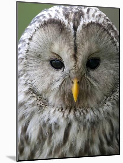 Ural Owl (Strix Uralensis) Portrait, Bergslagen, Sweden, June 2009-Cairns-Mounted Photographic Print