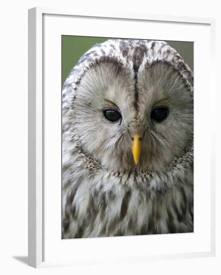 Ural Owl (Strix Uralensis) Portrait, Bergslagen, Sweden, June 2009-Cairns-Framed Photographic Print