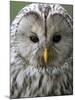 Ural Owl (Strix Uralensis) Portrait, Bergslagen, Sweden, June 2009-Cairns-Mounted Photographic Print