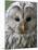 Ural Owl (Strix Uralensis) Portrait, Bergslagen, Sweden, June 2009-Cairns-Mounted Photographic Print