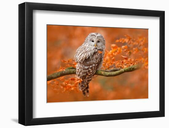 Ural Owl, Strix Uralensis, Sitting on Tree Branch, at Orange Leaves Oak Forest, Sweden-Ondrej Prosicky-Framed Photographic Print