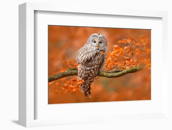 Ural Owl, Strix Uralensis, Sitting on Tree Branch, at Orange Leaves Oak Forest, Sweden-Ondrej Prosicky-Framed Photographic Print