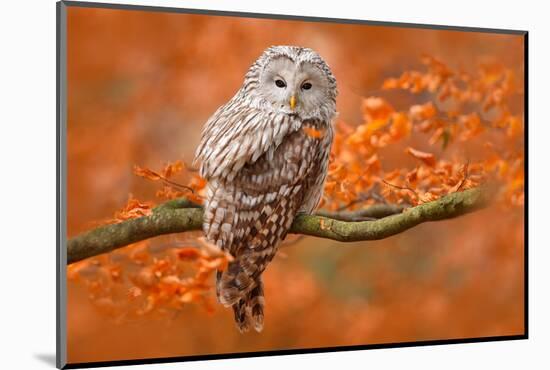 Ural Owl, Strix Uralensis, Sitting on Tree Branch, at Orange Leaves Oak Forest, Sweden-Ondrej Prosicky-Mounted Photographic Print