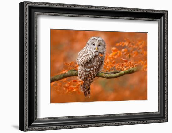 Ural Owl, Strix Uralensis, Sitting on Tree Branch, at Orange Leaves Oak Forest, Sweden-Ondrej Prosicky-Framed Photographic Print