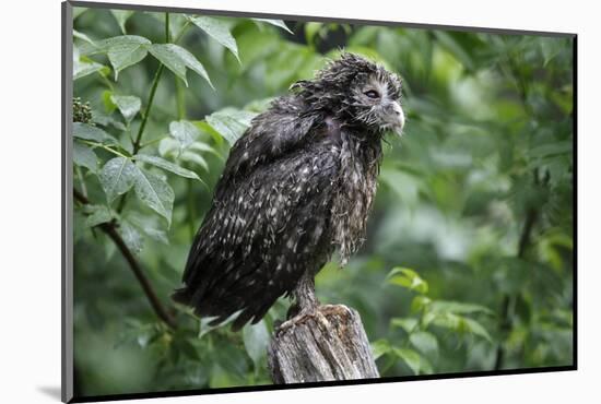 Ural Owl, Strix Uralensis, Young Animal-Ronald Wittek-Mounted Photographic Print