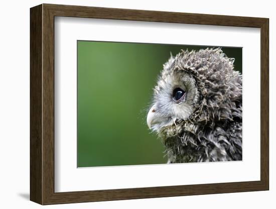Ural Owl, Strix Uralensis, Young Animal-Ronald Wittek-Framed Photographic Print