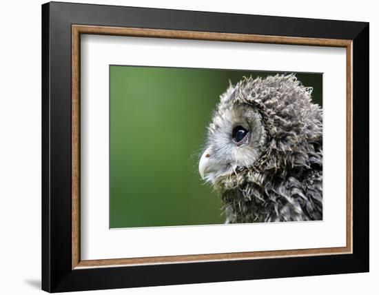 Ural Owl, Strix Uralensis, Young Animal-Ronald Wittek-Framed Photographic Print