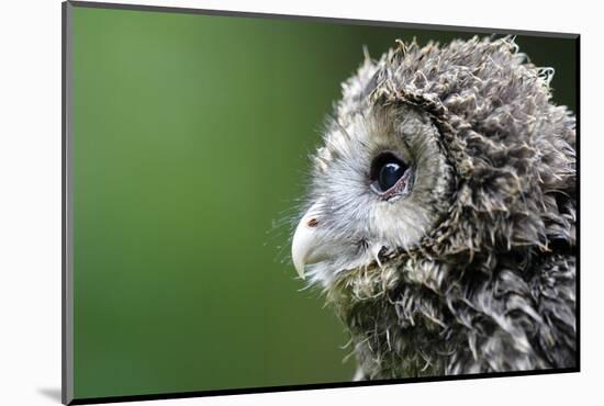Ural Owl, Strix Uralensis, Young Animal-Ronald Wittek-Mounted Photographic Print