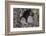 Ural owls, Hokkaido, Japan-Art Wolfe Wolfe-Framed Photographic Print