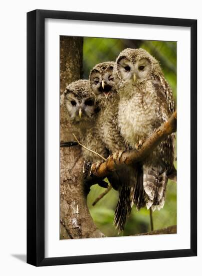 Ural Owls Three Young on Branch-null-Framed Photographic Print