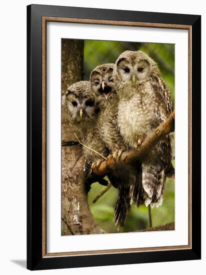 Ural Owls Three Young on Branch-null-Framed Photographic Print