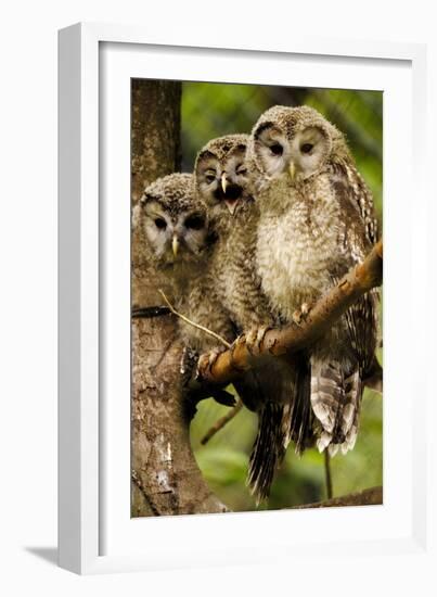 Ural Owls Three Young on Branch-null-Framed Photographic Print