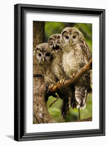 Ural Owls Three Young on Branch-null-Framed Photographic Print