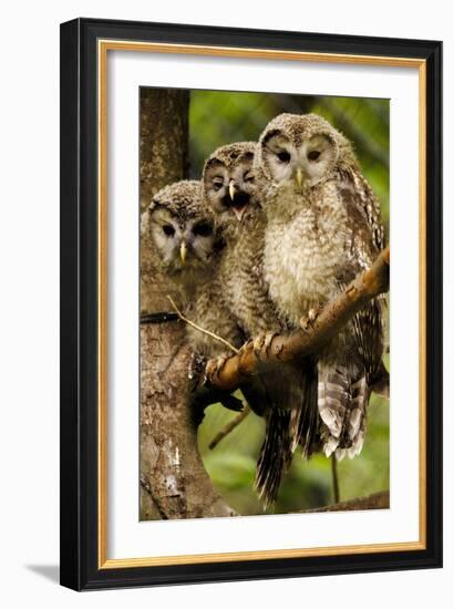 Ural Owls Three Young on Branch-null-Framed Photographic Print