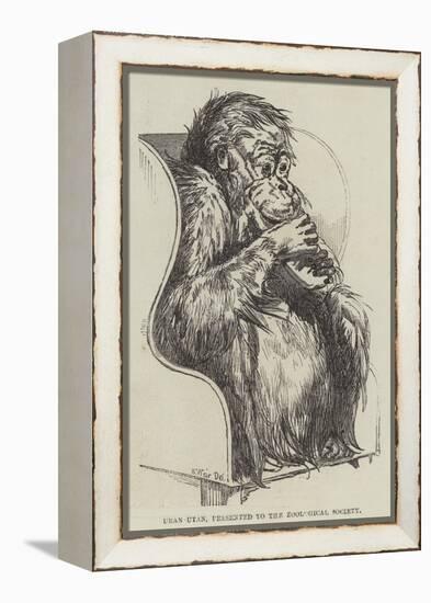 Uran-Utan, Presented to the Zoological Society-Harrison William Weir-Framed Premier Image Canvas