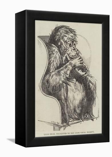 Uran-Utan, Presented to the Zoological Society-Harrison William Weir-Framed Premier Image Canvas