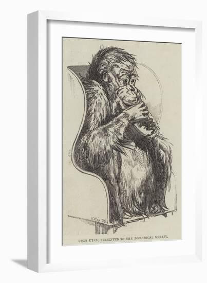 Uran-Utan, Presented to the Zoological Society-Harrison William Weir-Framed Giclee Print