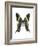 Urania Swallowtail Moth-Lawrence Lawry-Framed Photographic Print