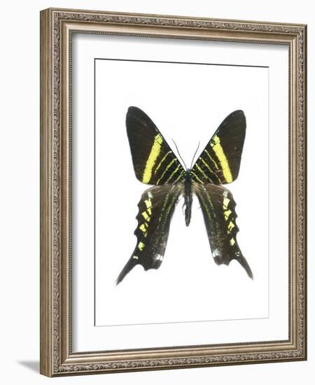 Urania Swallowtail Moth-Lawrence Lawry-Framed Photographic Print