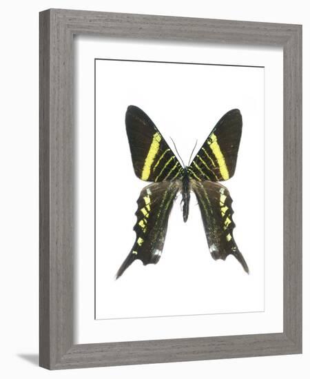 Urania Swallowtail Moth-Lawrence Lawry-Framed Photographic Print