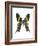 Urania Swallowtail Moth-Lawrence Lawry-Framed Photographic Print
