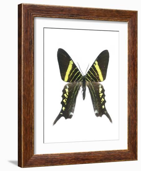 Urania Swallowtail Moth-Lawrence Lawry-Framed Photographic Print