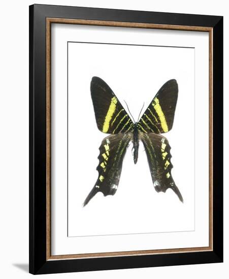 Urania Swallowtail Moth-Lawrence Lawry-Framed Photographic Print