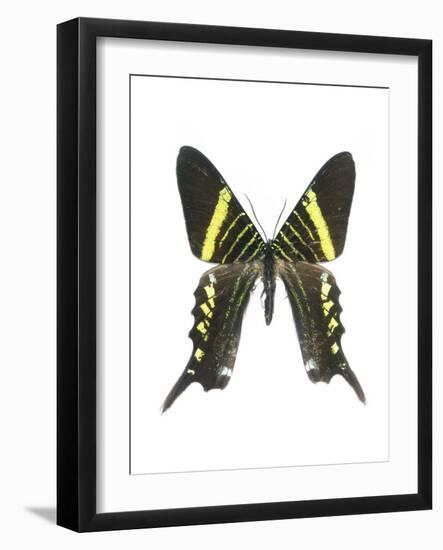 Urania Swallowtail Moth-Lawrence Lawry-Framed Photographic Print