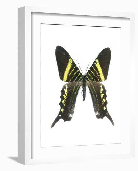 Urania Swallowtail Moth-Lawrence Lawry-Framed Photographic Print