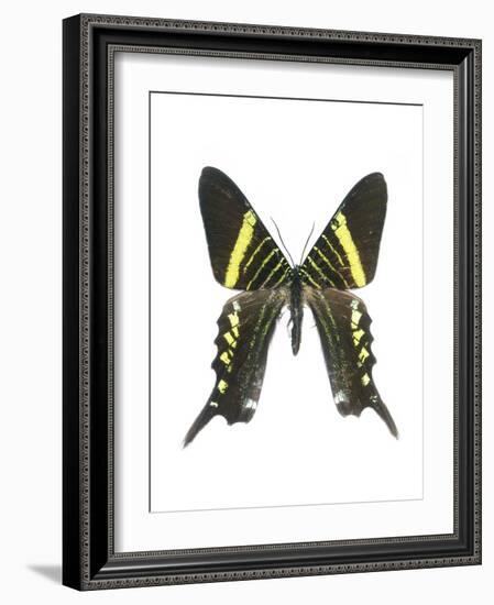 Urania Swallowtail Moth-Lawrence Lawry-Framed Photographic Print