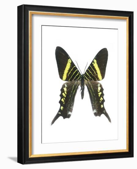 Urania Swallowtail Moth-Lawrence Lawry-Framed Photographic Print