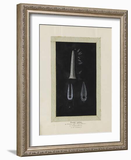 Uraster Rubens: Common Starfish-Philip Henry Gosse-Framed Giclee Print