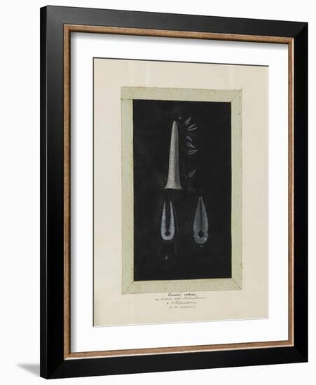 Uraster Rubens: Common Starfish-Philip Henry Gosse-Framed Giclee Print