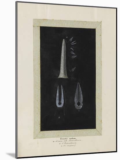 Uraster Rubens: Common Starfish-Philip Henry Gosse-Mounted Giclee Print