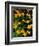 Urban Forestry Center, Marsh Marigolds, Portsmouth, New Hampshire, USA-Jerry & Marcy Monkman-Framed Photographic Print