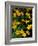 Urban Forestry Center, Marsh Marigolds, Portsmouth, New Hampshire, USA-Jerry & Marcy Monkman-Framed Photographic Print