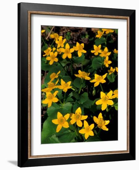 Urban Forestry Center, Marsh Marigolds, Portsmouth, New Hampshire, USA-Jerry & Marcy Monkman-Framed Photographic Print